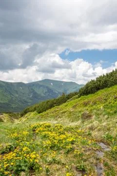 Spring yellow flower in mountain Stock Photos