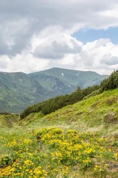 Spring yellow flower in mountain Stock Photos