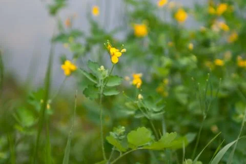 Spring yellow flower Stock Photos
