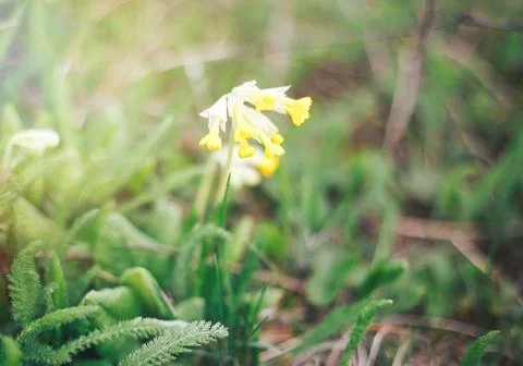 Spring yellow flower Stock-Fotos