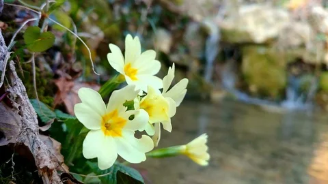 Spring yellow flower Primrose (Primula vulgaris) with waterfall Stock Footage 92185259