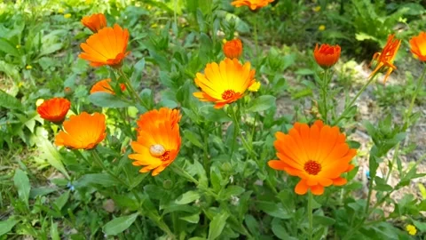 Spring yellow flower video image 스톡 동영상 193458845