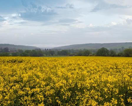 Spring yellow flowering rapeseed fields Stock Photos