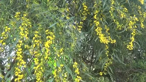 Spring yellow flowering tree Video stock 152251471