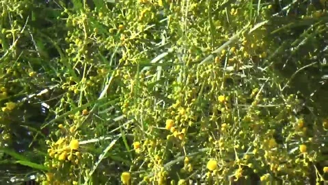 Spring yellow flowering tree Stock-Footage 152251591
