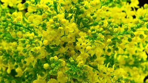 Spring Yellow Flowers Bloom on the Bush. Stock Footage 74925306