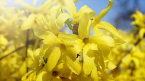 Spring , yellow flowers on the bush. Stock Footage 88237580