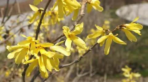 Spring Yellow Flowers Close Up Video stock 10988414