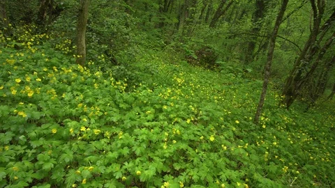 Spring yellow flowers in forest Видео 119759612