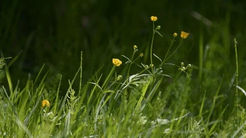 Spring yellow flowers in the forest waving in the wind. Free space for insertion Stock Footage 126599933