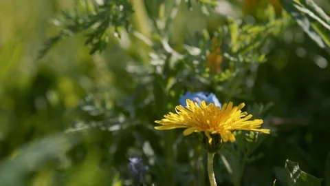 Spring yellow flowers in the forest waving in the wind. Free space for insertion Stock Footage 126992474