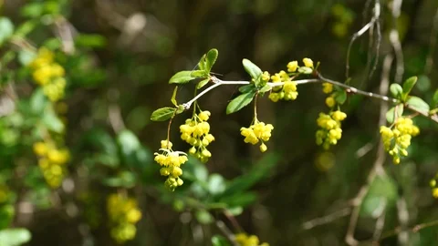 Spring yellow flowers of Korean Barberry in mild wind, 4K Stock Footage 106948474