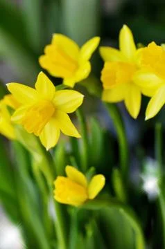Spring yellow flowers Stock Photos