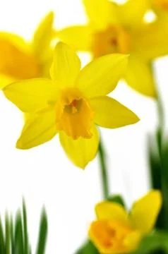 Spring yellow flowers Stock Photos