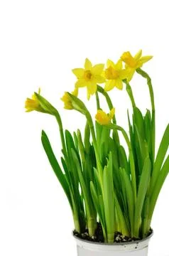 Spring yellow flowers Stock Photos
