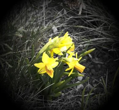 Spring yellow flowers Stock Photos