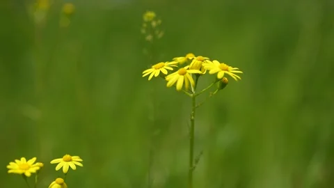Spring yellow flowers. r. Macro. Nature. flowering plants and trees. Green fresh Stock-Footage 240561651