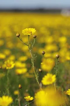 Spring yellow flowers with sunset Stock Photos