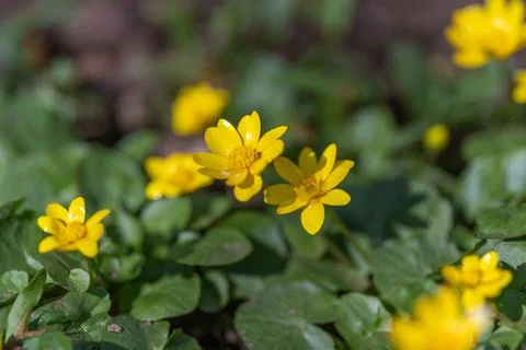 Spring yellow flowers tiny droplets glitter on petals in crisp morning light, 스톡 사진