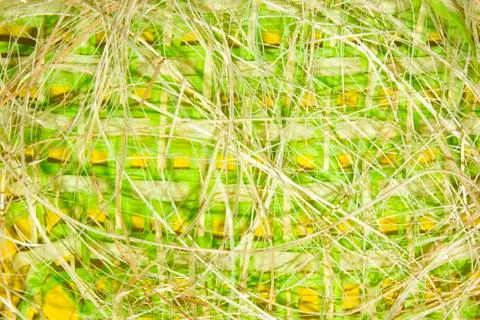 Spring yellow-green straw background.Rustic background. Stock Photos