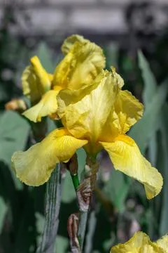 Spring yellow iris close-up outdoors as a background for a postcard Stock Photos