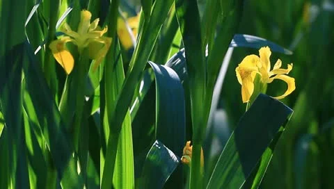 Spring yellow iris Stock Footage 11128797