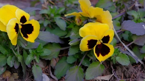 Spring yellow pansy bloom Stock Footage 95927554