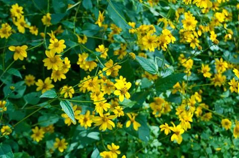 The Spring Yellow Stock Photos