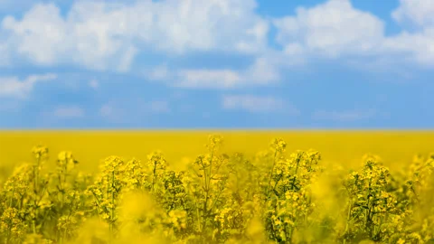 Spring yellow rape field under cloudy sky Stock Footage 252764326