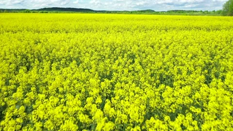 Spring Yellow Rapeseed Field. Stock Footage 155573360