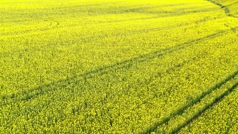 Spring Yellow Rapeseed Field. Stock Footage 341610105