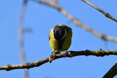 Spring yellow tit with black head Parus major holds yellow caterpillar Stock Photos