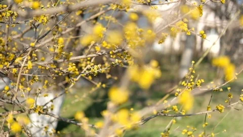 Spring yellow tree flowers bloom on the branches. Stock Footage 114904550