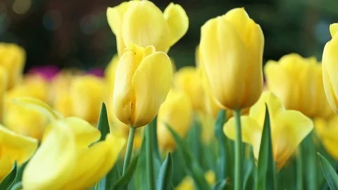 Spring yellow tulips flowers in the wind Stock-Footage 89576830