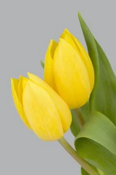 Spring yellow tulips Stock Photos