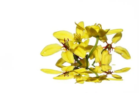 Spring yellow of the white background Stock Photos
