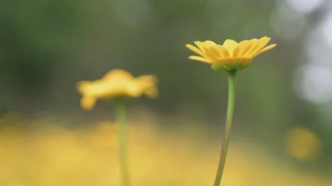 Spring Yellow Wild Flowers Gently Blowing In The Breeze - Soft Focus Shift Stock Footage 159083700