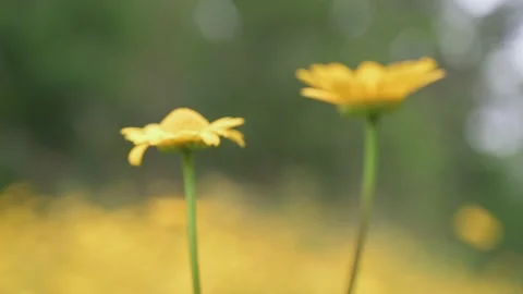 Spring Yellow Wild Flowers Gently Blowing In The Breeze - Soft Focus Shift Stock Footage 159083930