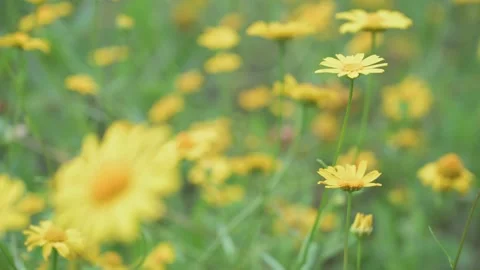 Spring Yellow Wild Flowers Gently Blowing In The Breeze - Soft Focus Shift Stock Footage 159229083