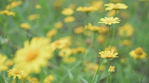 Spring Yellow Wild Flowers Gently Blowing In The Breeze Stock Footage 159230738
