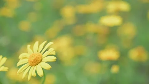 Spring Yellow Wild Flowers Gently Blowing In The Breeze Stock Footage 159233971