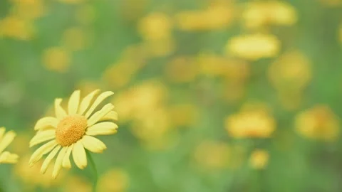 Spring Yellow Wild Flowers Gently Blowing In The Breeze - Soft Focus Shift Stock Footage 159235068