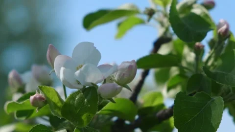 In spring, young apple tree blooms with delicate pink and white flowers, perfect Stock Footage 243154235