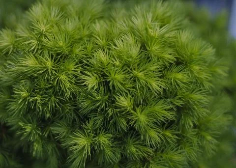 Spring young evergreen juniper needles Stock Photos