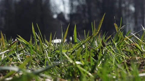 Spring, young green grass in the park. Stock Footage 127848814