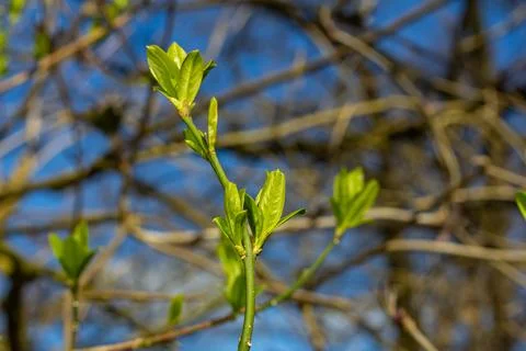 Spring young leaves on the trees against the background of a spring park. Spr Stock Photos