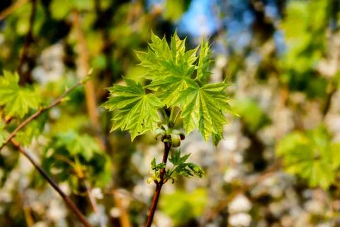 Spring young maple leaves that have just blossomed on a bokeh background Stock Photos