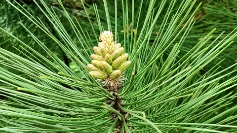 Spring, a young pine cone and large needles swing in the wind Stock Footage 154167885