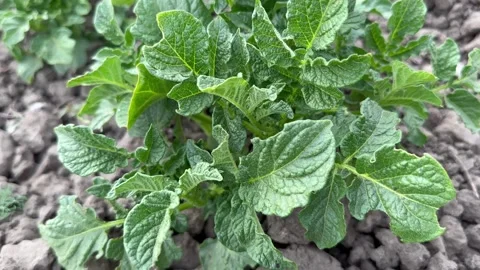 In the spring, a young potato sprout grows in the ground on the garden bed Stock Footage 243314591