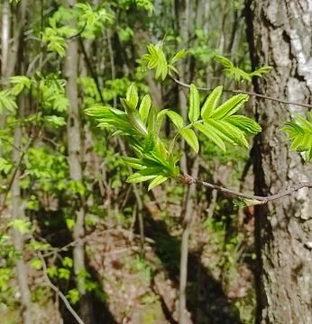 Spring young rowan leaves Stock-Fotos